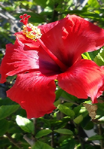 empty nest flower.jpg